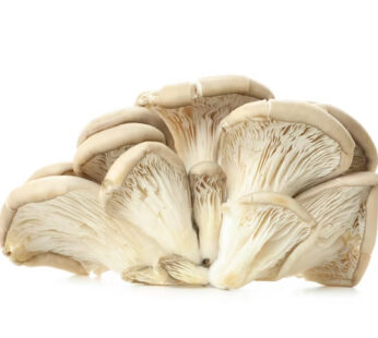 Oyster Mushrooms