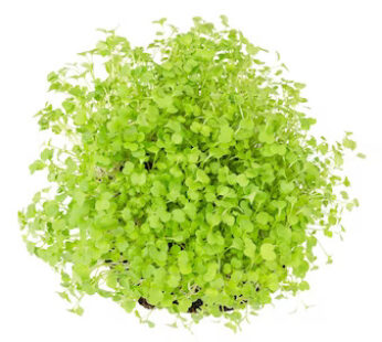 Water Cress